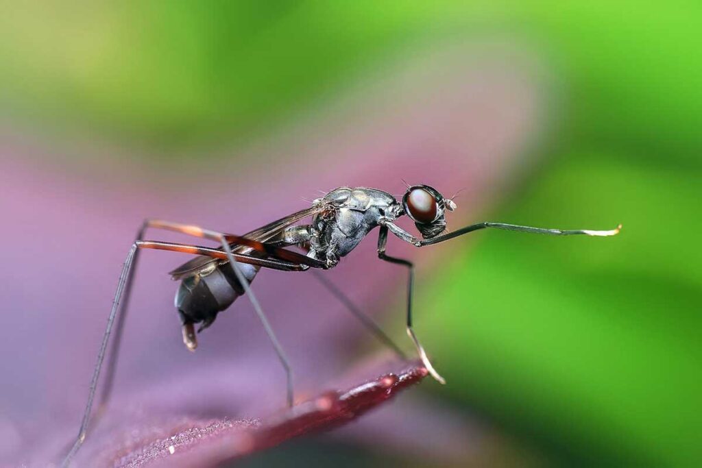 coserin rome - Pest Control